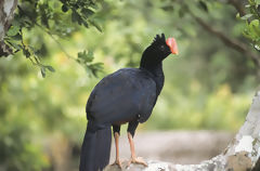 Common Paujil, Pucallpa