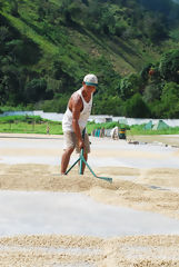 Raking and Drying Organic Coffee