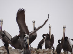 Ballestas, Paracas