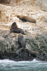 Sea Lions on Palomino Islands, Callao