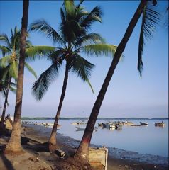 Peruvian sea