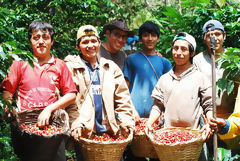 Organic Coffee Harvest