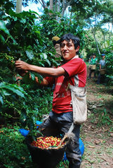 Organic Coffee Harvest