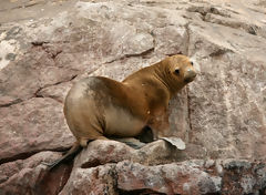 Sea Lion