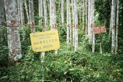 Experimental plantation in Genaro Herrera. Species: Marupa