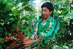 Organic Coffee Harvest