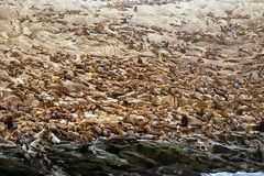 Sea Lions, Callao