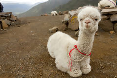 Alpaca Breeding in Chivay