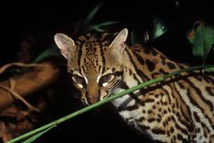 Ocelot