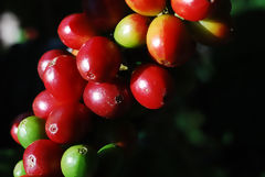 Cherry Coffee Bean