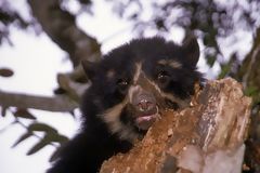 Spectacled bear