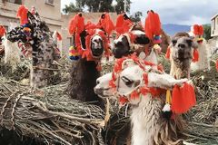 Camelids