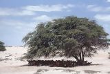 Carob tree