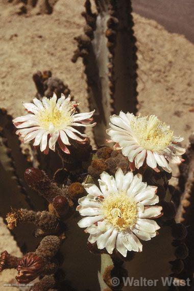 Flowers in cactus
