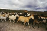 Goat cattle