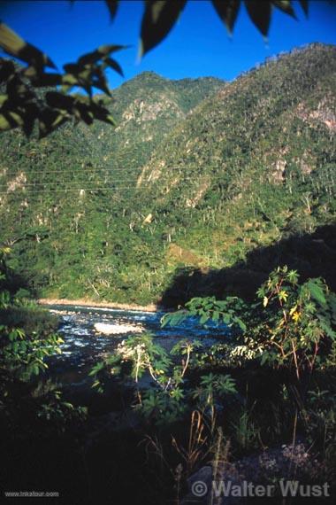 Tropical forest, Puerto Inca