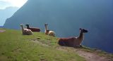 Llamas, Machu Picchu
