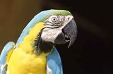 Macaw, Manu
