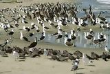 Gulls and pelicans