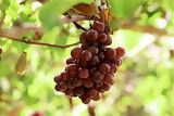 Cluster of grapes, Ica
