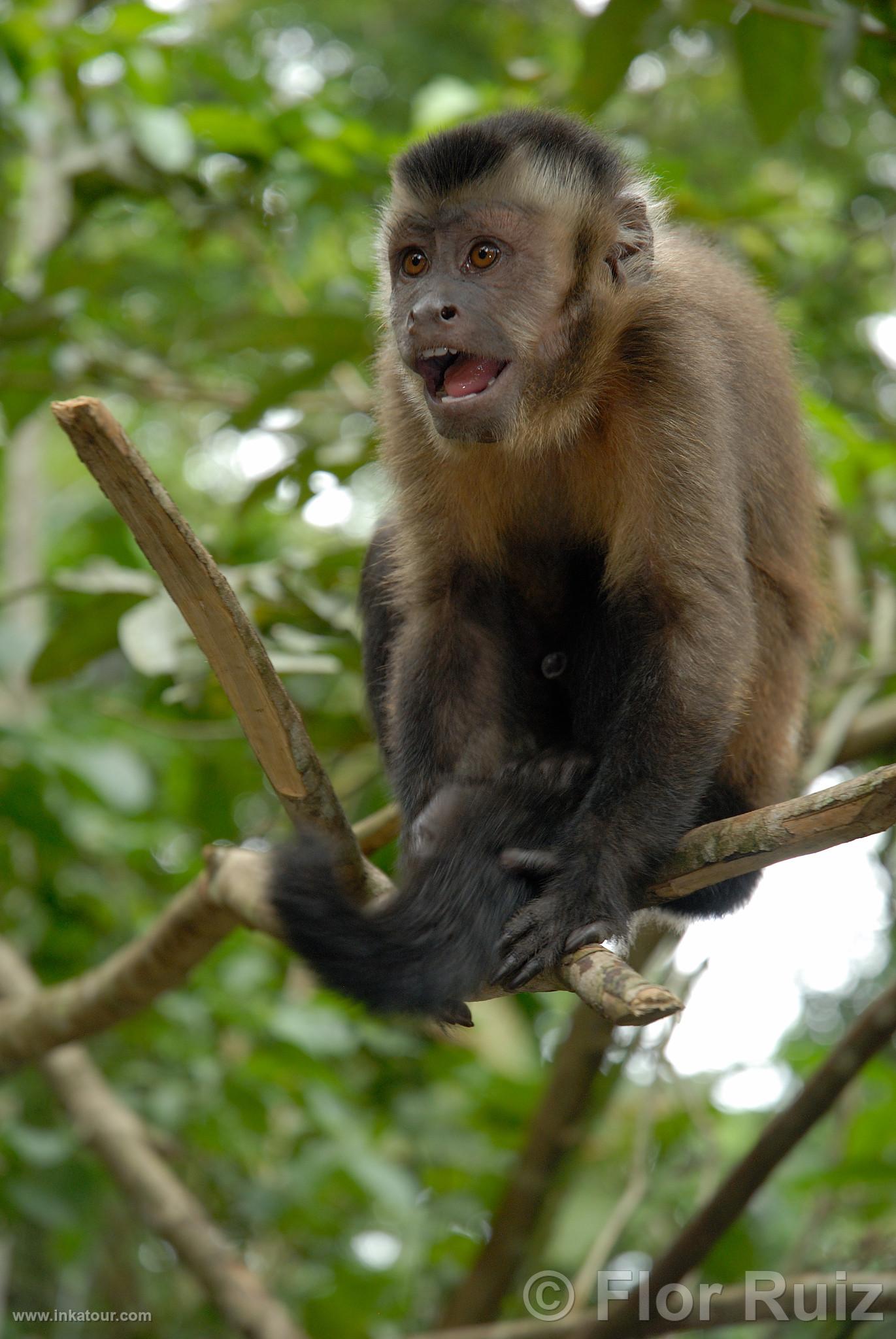 Brown capuchin monkey