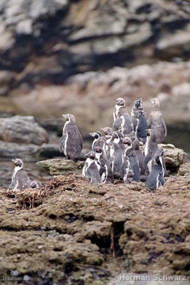 Humboldt penguin, Paracas