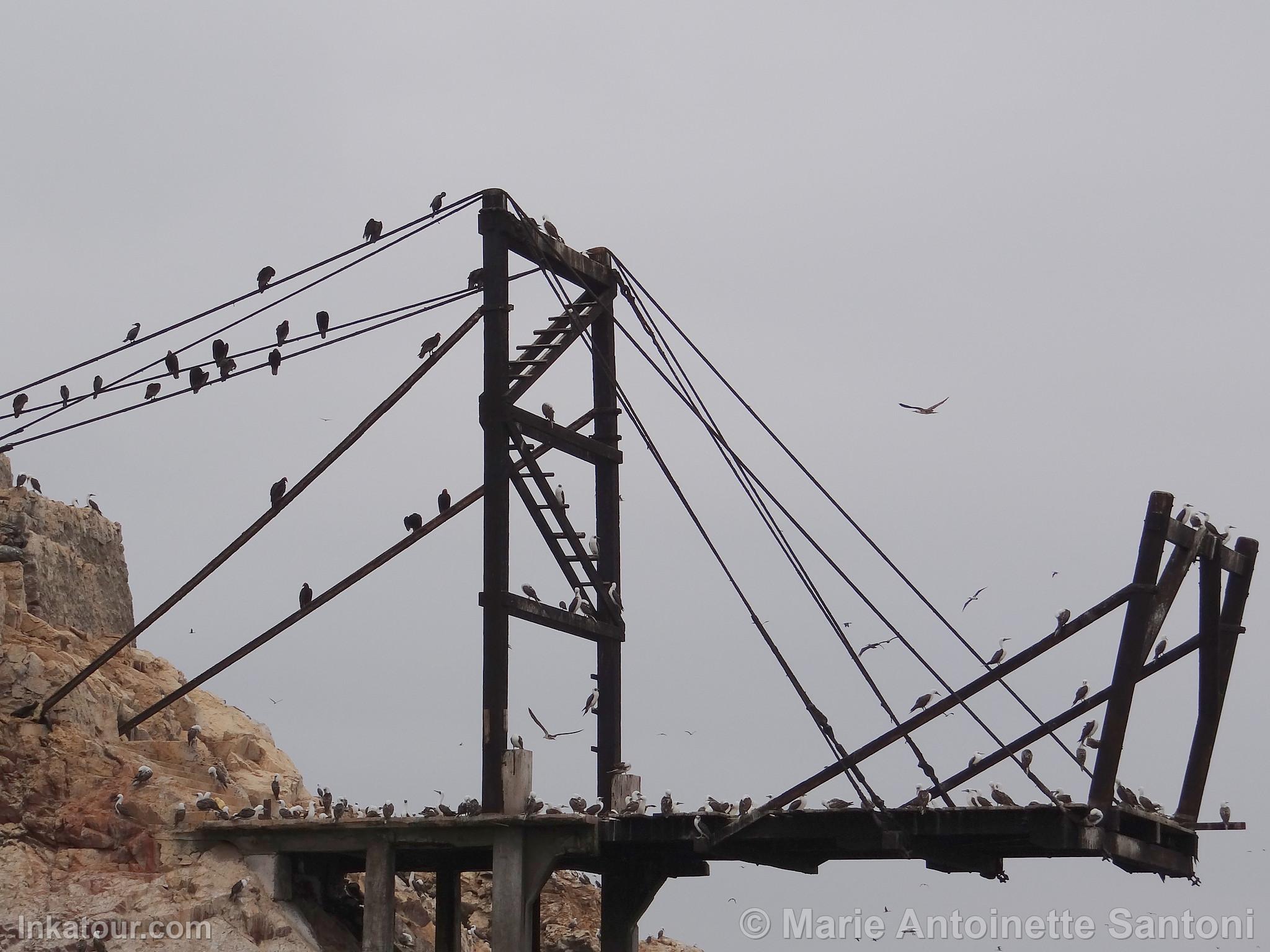 Ballestas Islands, Paracas