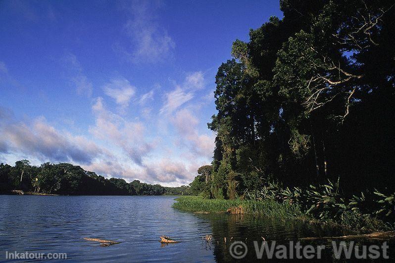 Amazonian forest