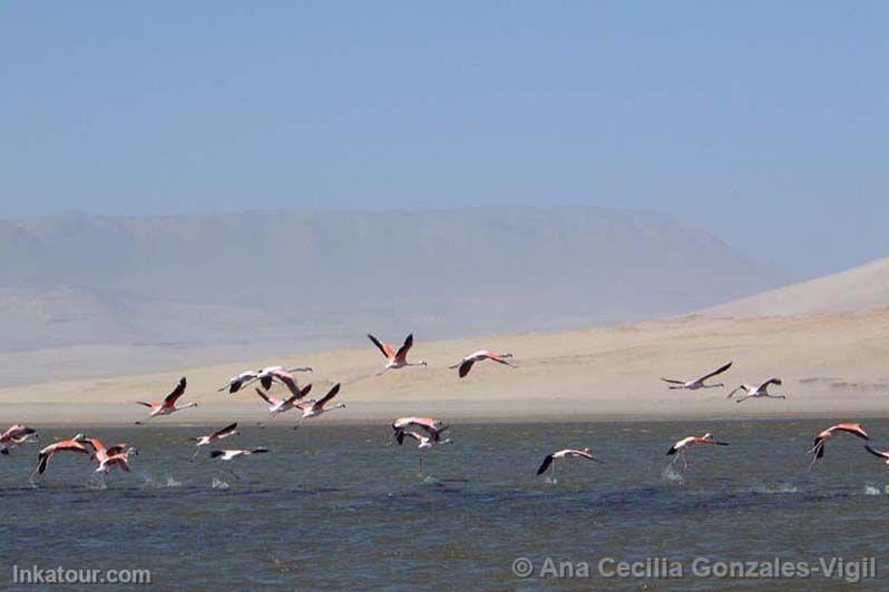 Andean flamingos, Paracas