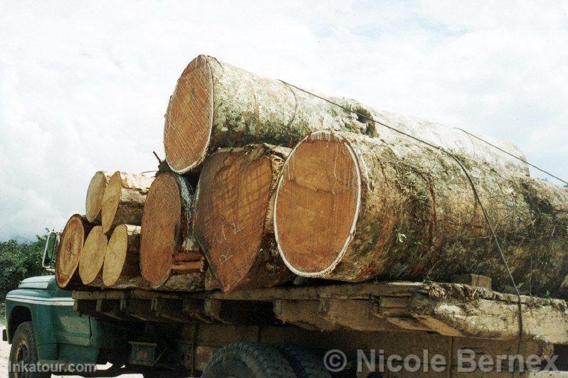 Lumber extraction, Iquitos