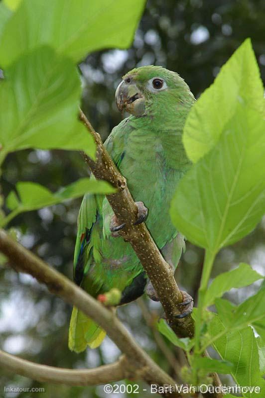 Photo of Peru