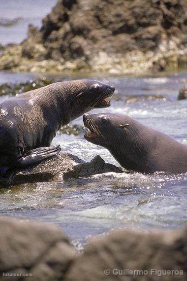 Sea Lions, Marcona