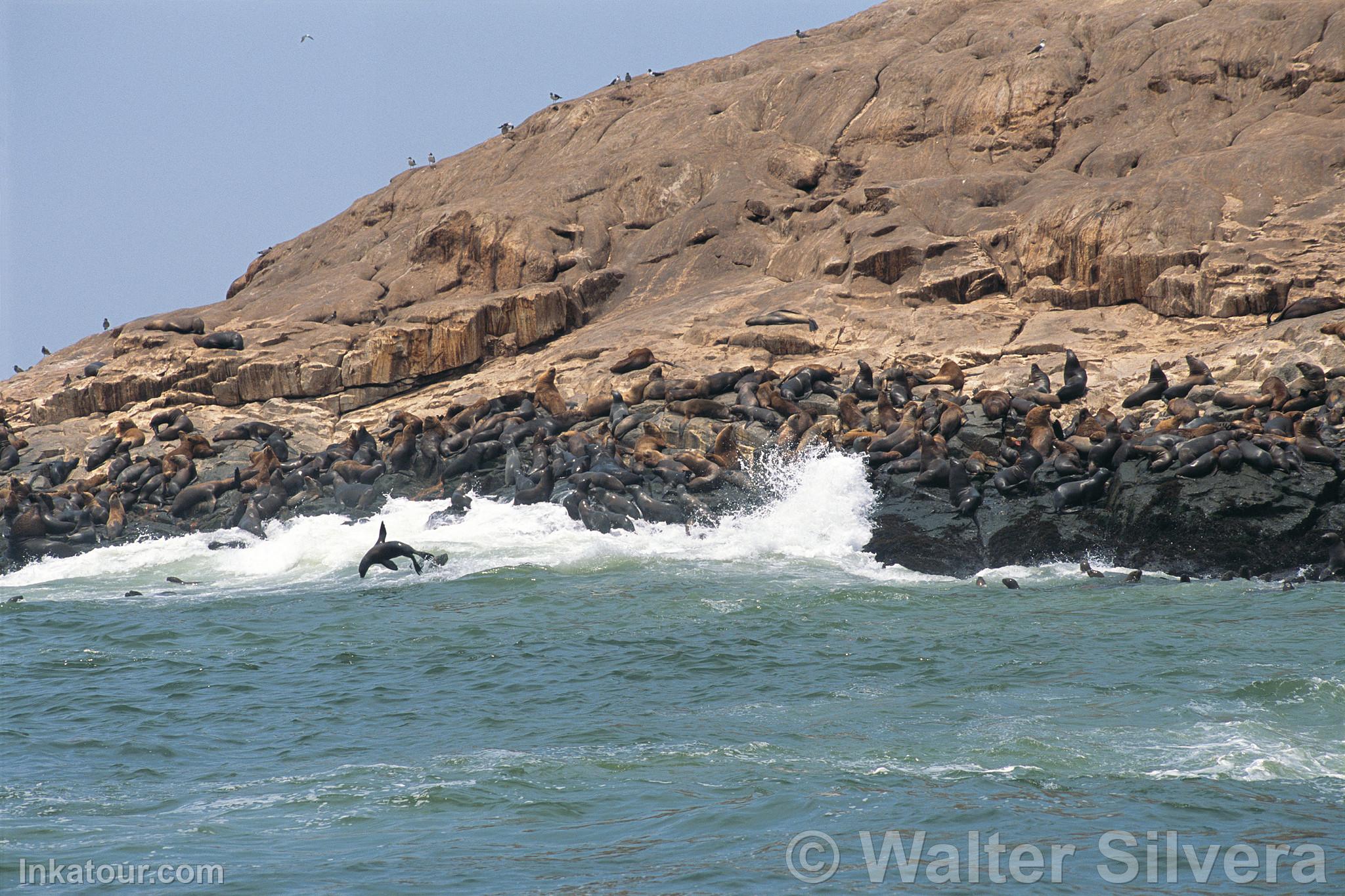 South American Sea Lions, Callao