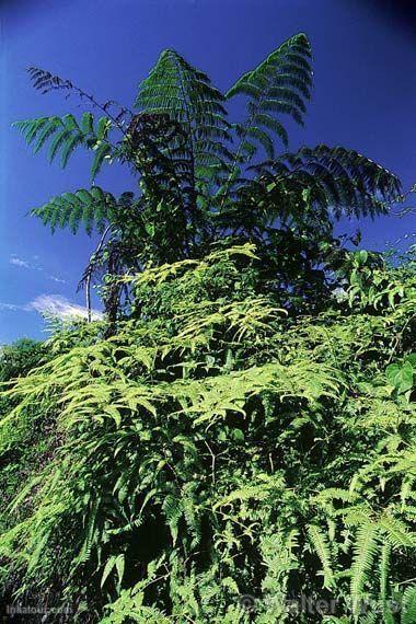 Tree Fern