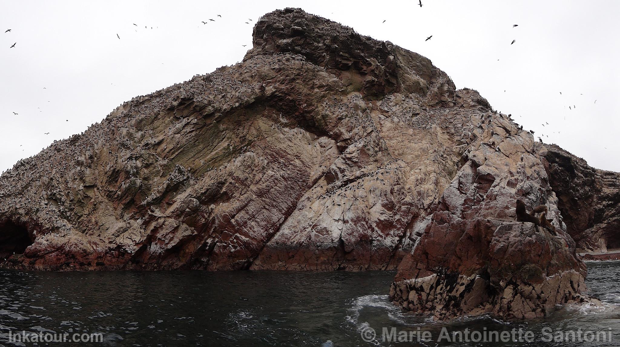 Ballestas Islands, Paracas