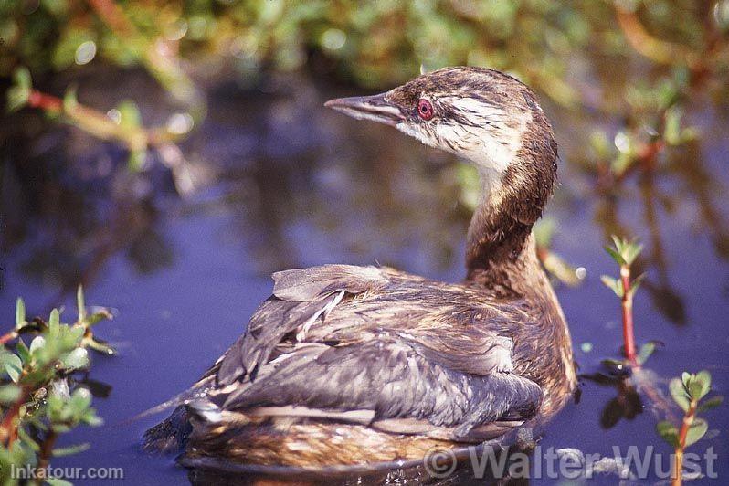 Diving Grebe