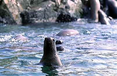 Sea Lion, Paracas