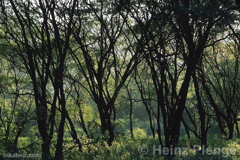 Carob tree