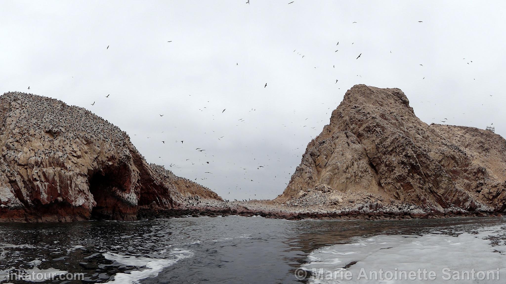 Ballestas Islands, Paracas