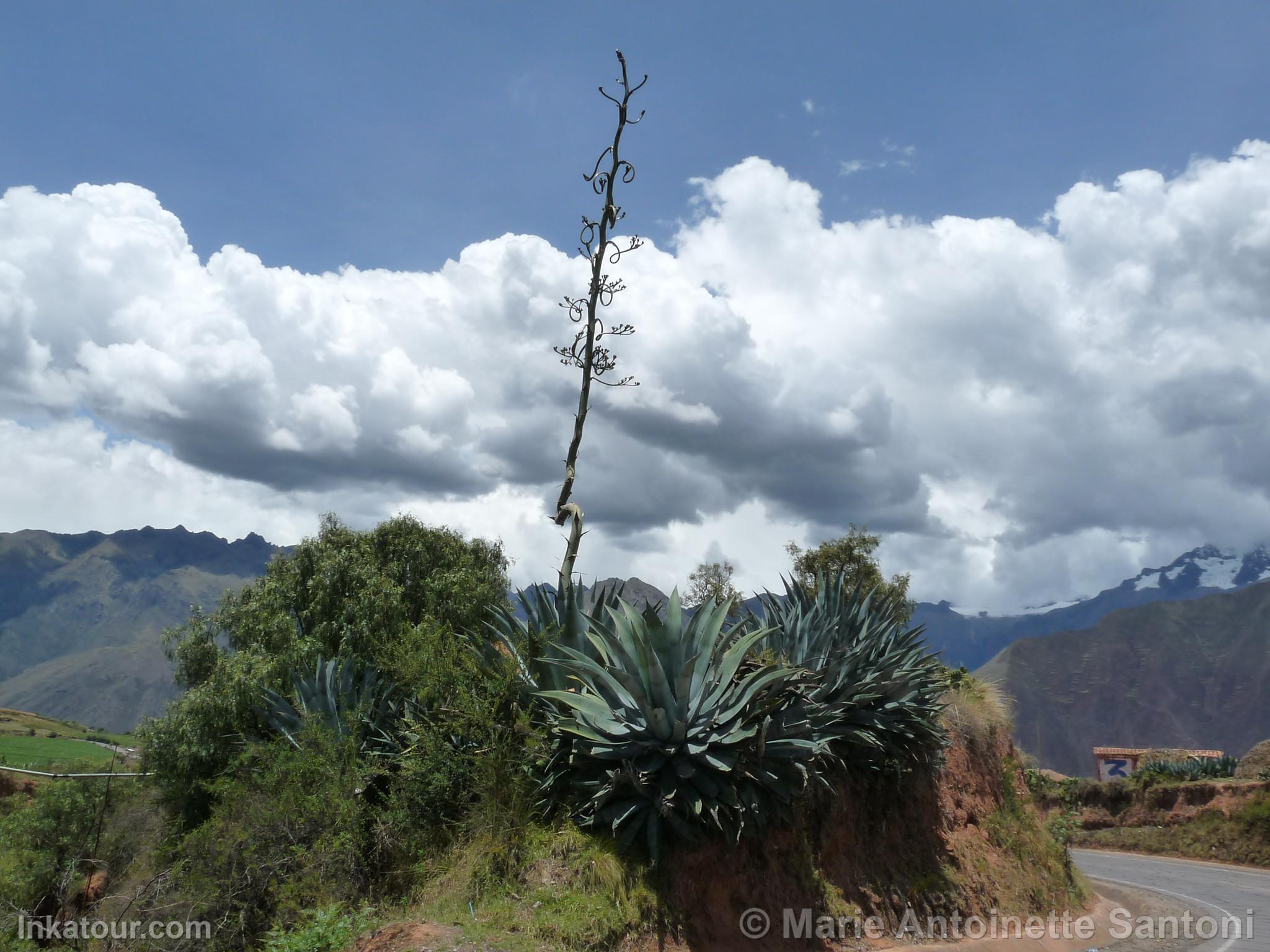 Photo of Peru