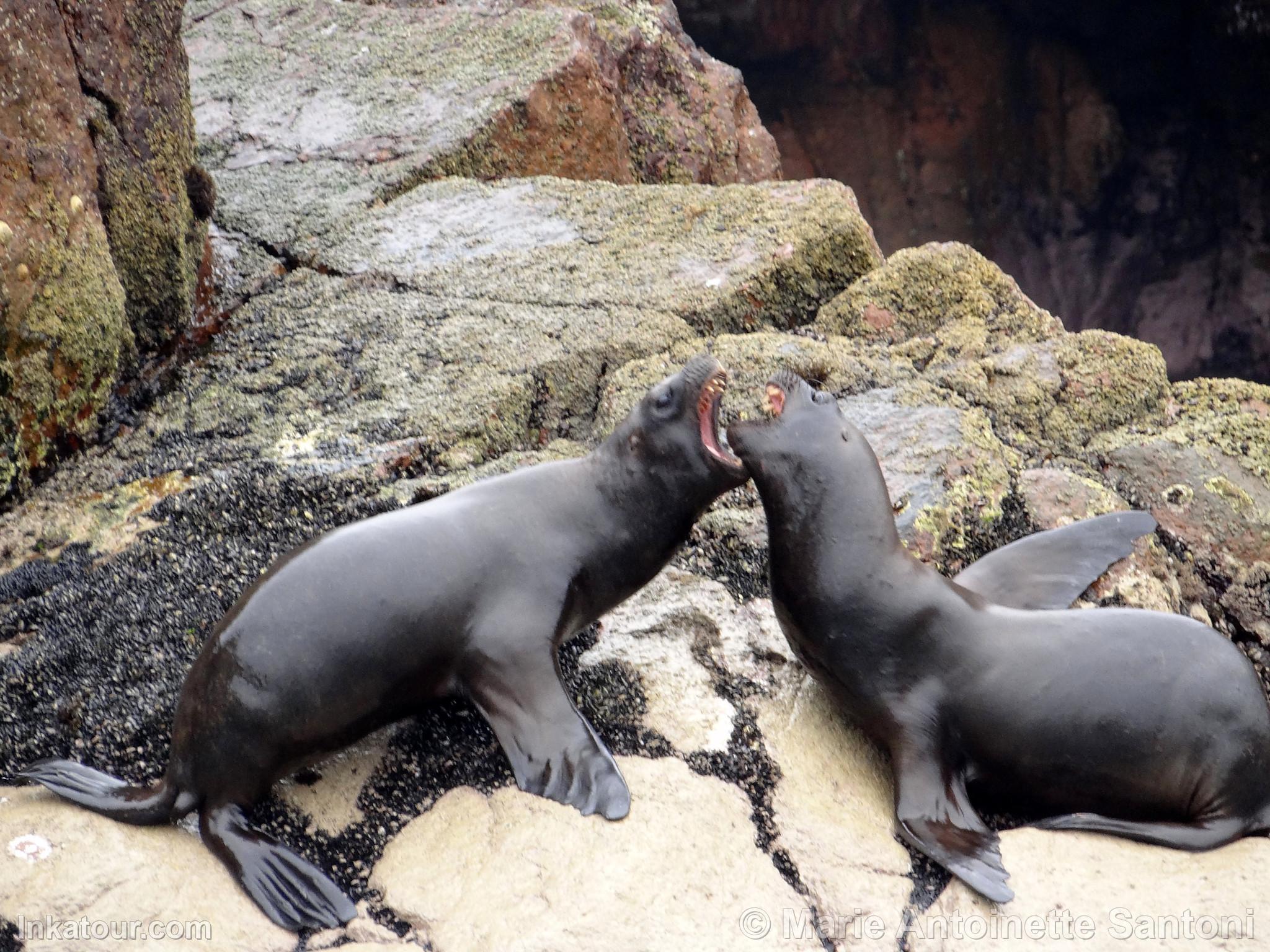 Ballestas Islands, Paracas