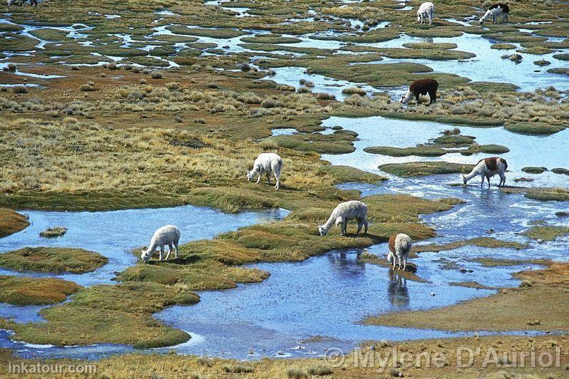 Salinas and Aguada Blanca National Reserve