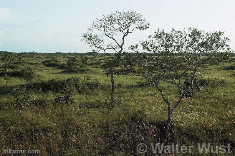 Pampas del Heath