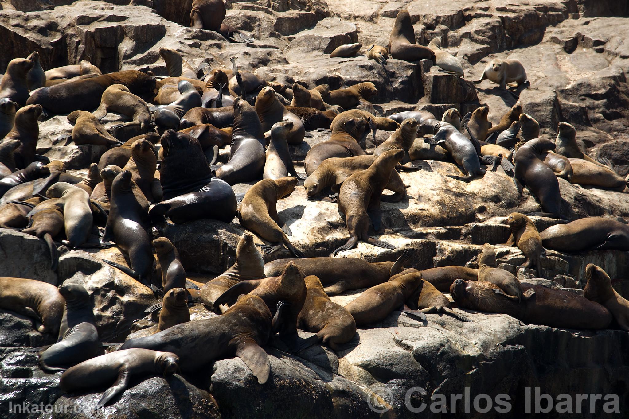 South American Sea Lions