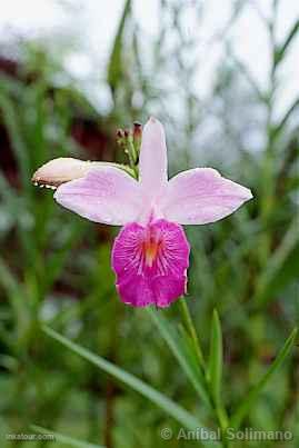 Flower in Tingo Mara (Huanuco)