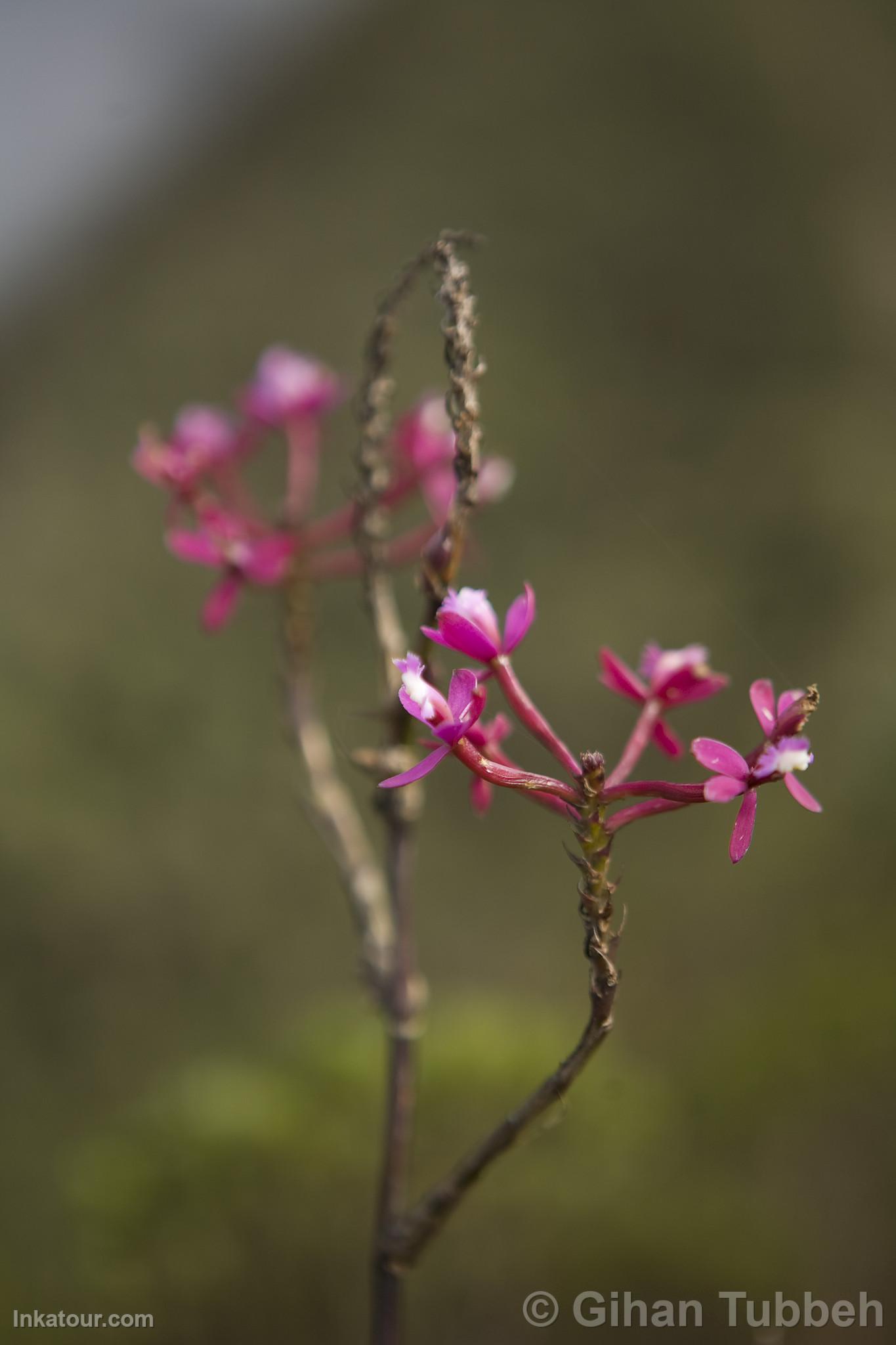 Choquequirao