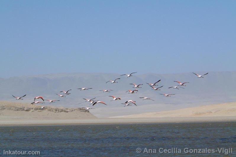 Flamingos, Paracas