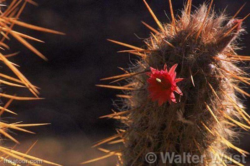 Flowers in cactus