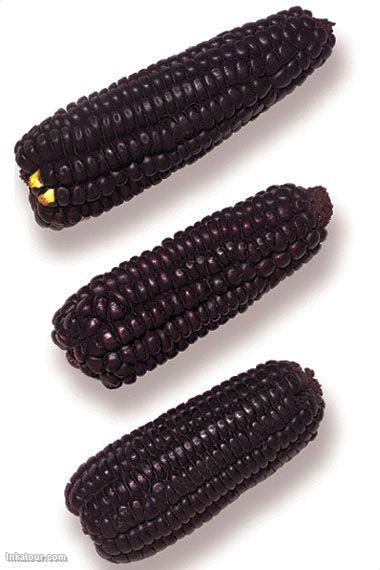 Purple Corn