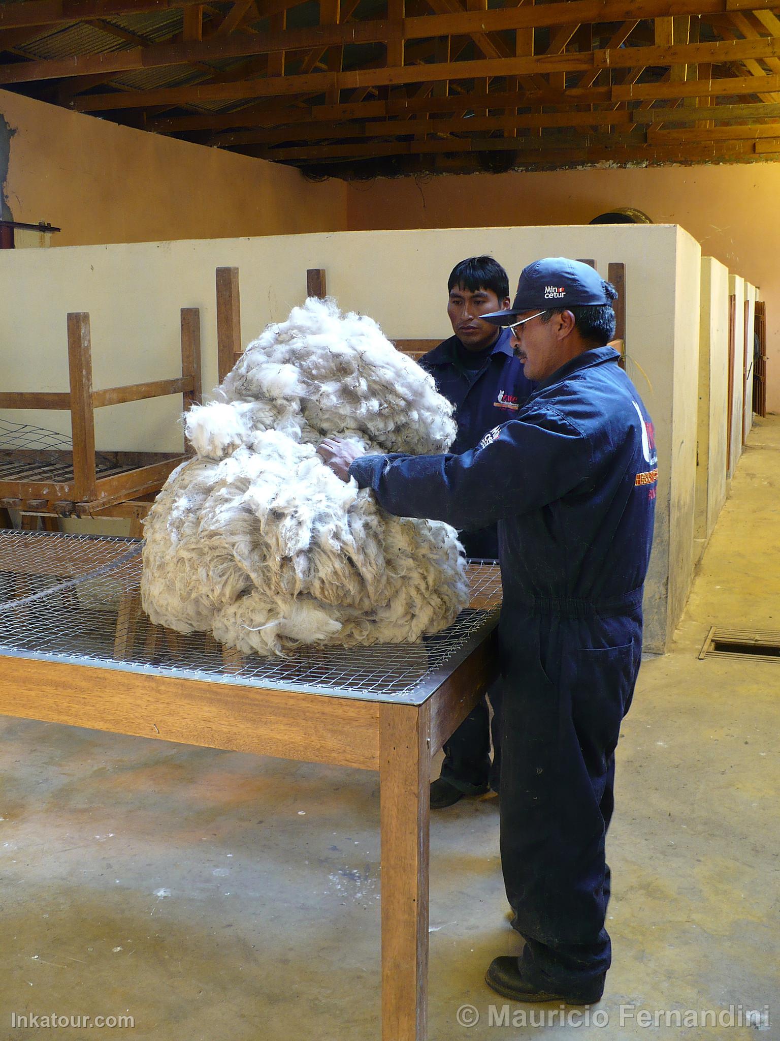 Alpaca Shearing